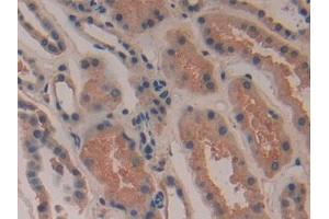 Detection of COX 2 in Human Kidney Tissue using Polyclonal Antibody to Cyclooxygenase-2 (COX 2) (COX2 抗体  (AA 418-589))