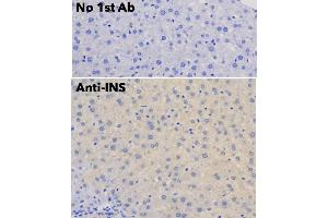 Immunohistochemistry (IHC) image for anti-Insulin (INS) antibody (ABIN6254161) (Insulin 抗体)