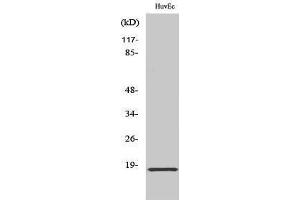 Western Blotting (WB) image for anti-Synuclein, alpha (SNCA) (Tyr1110) antibody (ABIN3177573) (SNCA 抗体  (Tyr1110))