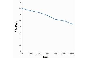 Antigen: 0. (WEE1 抗体  (pSer123))