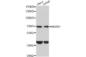 Western blot analysis of extracts of various cell lines, using MUS81 antibody (ABIN2563983) at 1:1000 dilution. (MUS81 抗体)