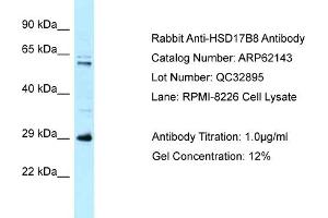 Western Blotting (WB) image for anti-Hydroxysteroid (17-Beta) Dehydrogenase 8 (HSD17B8) (N-Term) antibody (ABIN2789035) (HSD17B8 抗体  (N-Term))