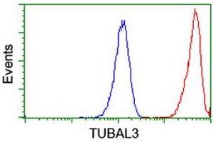 Image no. 2 for anti-Tubulin, alpha-Like 3 (TUBAL3) (AA 150-446) antibody (ABIN1490952)