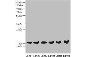 Western blot All lanes: MAGOH antibody at 4. (MAGOH 抗体  (AA 1-146))