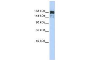 Image no. 1 for anti-5'-3' Exoribonuclease 1 (XRN1) (AA 1260-1309) antibody (ABIN6743025) (XRN1 抗体  (AA 1260-1309))