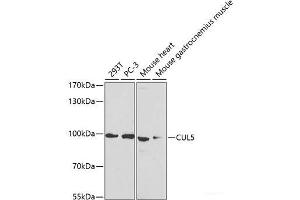 Western blot analysis of extracts of various cell lines using CUL5 Polyclonal Antibody at dilution of 1:1000. (Cullin 5 抗体)