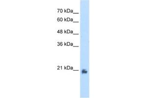 Western Blotting (WB) image for anti-Methyltransferase Like 7A (METTL7A) antibody (ABIN2462577) (METTL7A 抗体)