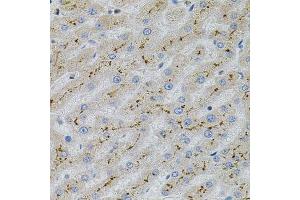 Immunohistochemistry (Paraffin-embedded Sections) (IHC (p)) image for anti-Mitogen-Activated Protein Kinase 1 (MAPK1) (AA 200-300) antibody (ABIN6143516)