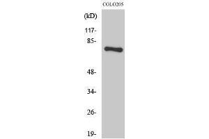 Western Blotting (WB) image for anti-H2.0-Like Homeobox (HLX) (C-Term) antibody (ABIN3185046) (HLX 抗体  (C-Term))