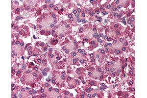 Anti-SEPT4 / Septin 4 antibody IHC of human pancreas. (Septin 4 抗体  (N-Term))