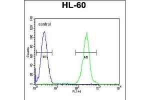 Flow cytometric analysis of HL-60 cells (right histogram) compared to a negative control cell (left histogram). (PRSS3 抗体  (AA 136-163))