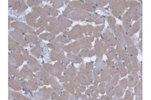 Immunohistochemistry (IHC) image for anti-Solute Carrier Family 25 (Carnitine/acylcarnitine Translocase), Member 20 (SLC25A20) (AA 1-211) antibody (ABIN7433891)