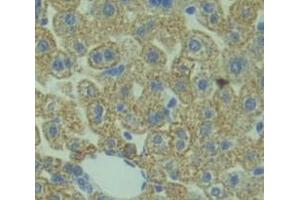 Used in DAB staining on fromalin fixed paraffin- embedded Kidney tissue (Manic Fringe 抗体  (AA 73-310))