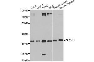 Western blot analysis of extracts of various cell lines, using ELAVL1 antibody. (ELAVL1 抗体  (AA 1-100))