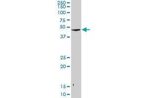 SNUPN MaxPab rabbit polyclonal antibody. (Snurportin 1 抗体  (AA 1-360))