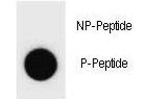 Dot blot analysis of phospho-Cyclin B3 antibody . (Cyclin B3 抗体  (pSer283))