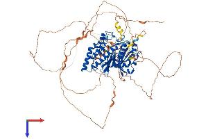 GSG2 Protein (AA 1-798) (His tag)