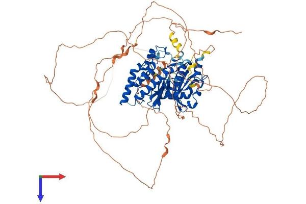 GSG2 Protein (AA 1-798) (His tag)