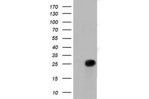 Western Blotting (WB) image for anti-Ras-Like Without CAAX 2 (RIT2) antibody (ABIN1500713) (RIT2 抗体)