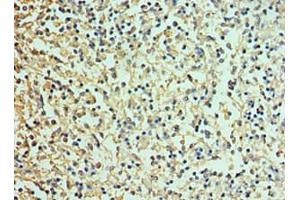 Immunohistochemistry of paraffin-embedded human spleen tissue using ABIN7161506 at dilution of 1:100 (alpha Defensin 1 抗体  (AA 1-94))
