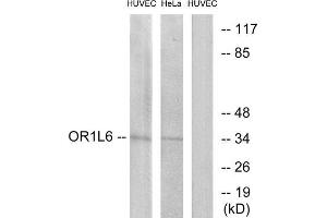 Western Blotting (WB) image for anti-Olfactory Receptor, Family 1, Subfamily L, Member 6 (OR1L6) (Internal Region) antibody (ABIN1853198) (OR1L6 抗体  (Internal Region))