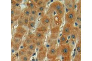 IHC-P analysis of liver tissue, with DAB staining. (GLDC 抗体  (AA 521-761))