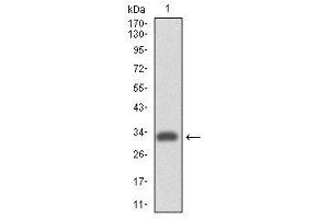 Image no. 1 for anti-Integrin alpha 4 (ITGA4) antibody (ABIN1501728)