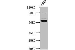 Western Blot Positive WB detected in: A549 whole cell lysate All lanes: PIGV antibody at 4. (PIGV 抗体  (AA 400-469))