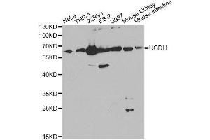 Western blot analysis of extracts of various cell lines, using UGDH Antibody. (UGDH 抗体  (AA 165-494))