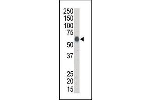 Image no. 1 for anti-Kinase Suppressor of Ras 1 (KSR1) (N-Term) antibody (ABIN360141) (KSR1 抗体  (N-Term))