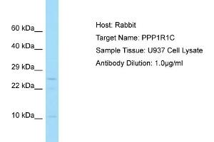 Western Blotting (WB) image for anti-Protein Phosphatase 1, Regulatory (Inhibitor) Subunit 1C (PPP1R1C) (C-Term) antibody (ABIN2790572)