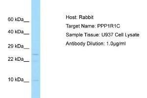 Host: Rabbit Target Name: PPP1R1C Sample Tissue: Human U937 Whole Cell Antibody Dilution: 1ug/ml