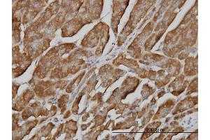 Immunoperoxidase of monoclonal antibody to BPNT1 on formalin-fixed paraffin-embedded human pancreas.