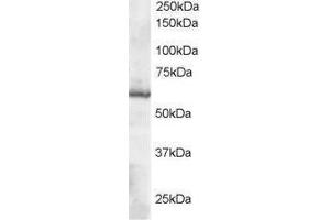 Image no. 1 for anti-Thioredoxin Reductase 1 (TXNRD1) (C-Term) antibody (ABIN374236) (TXNRD1 抗体  (C-Term))