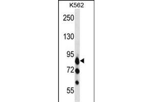 RK3 Antibody  (ABIN391339 and ABIN2841362) western blot analysis in K562 cell line lysates (35 μg/lane). (MARK3 抗体  (C-Term))