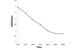 Antigen: 0. (MAPRE2 抗体  (AA 101-200))