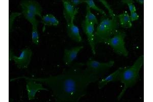 Immunofluorescence staining of U251 cells with ABIN7166480 at 1:50, counter-stained with DAPI. (MCF2 抗体  (AA 705-925))