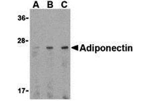 Western Blotting (WB) image for anti-Adiponectin (ADIPOQ) (C-Term) antibody (ABIN1030223) (ADIPOQ 抗体  (C-Term))