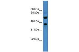 Image no. 1 for anti-Bestrophin 3 (BEST3) (AA 21-70) antibody (ABIN6745454) (Bestrophin 3 抗体  (AA 21-70))