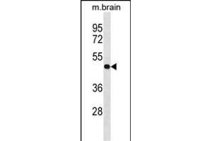 P4R2 Antibody (Center) (ABIN1538128 and ABIN2849960) western blot analysis in mouse brain tissue lysates (35 μg/lane). (PPP4R2 抗体  (AA 228-254))