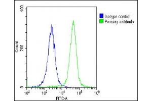 Overlay histogram showing Hela cells stained with (ABIN6243783 and ABIN6578884)(green line). (KCNH1 抗体  (AA 787-820))