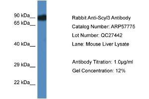 Western Blotting (WB) image for anti-SCY1-Like 3 (SCYL3) (Middle Region) antibody (ABIN2787387)