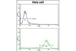 Flow cytometric analysis of hela cells using CFL1 Antibody (N-term)(bottom histogram) compared to a negative control cell (top histogram)FITC-conjugated goat-anti-rabbit secondary antibodies were used for the analysis. (Cofilin 抗体  (N-Term))