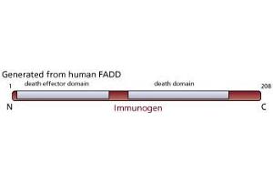 Image no. 1 for anti-Fas (TNFRSF6)-Associated Via Death Domain (FADD) antibody (ABIN967524)