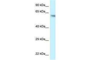 Image no. 1 for anti-Folliculin (FLCN) (AA 506-555) antibody (ABIN6747602) (FLCN 抗体  (AA 506-555))