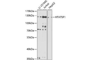 Western blot analysis of extracts of various cell lines, using HT antibody  at 1:1000 dilution. (HTATSF1 抗体  (AA 1-270))