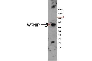 Sample Type: HeLa cell lysateDilution: 1:1000 (WRNIP1 抗体  (N-Term))