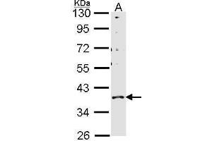 WB Image Sample (30 ug of whole cell lysate) A: H1299 10% SDS PAGE GPR146 antibody antibody diluted at 1:1000 (GPR146 抗体)