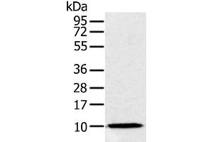 Western Blot analysis of Raw264. (NDUFA2 抗体)