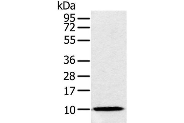 NDUFA2 抗体